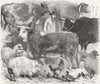BIRMINGHAM. cows & poultry show. prize, sheep &- 1858 old antique print