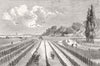 FRANCE. Gathering mussels, Somme, St Valery 1877 old antique print picture