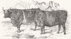 LINCS. Grass-fed Lincolnshire oxen 1847 old antique vintage print picture