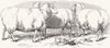 LINCOLNSHIRE. Grass-fed Lincolnshire sheep 1847 old antique print picture