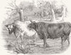DEVON. Royal farm Society. prize short horn;  1847 old antique print picture