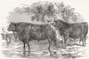 COWS. Royal farm Society. Short horn; Herefords 1847 old antique print picture