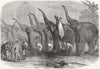 DANAPUR. Squad of elephants saluting commandant 1864 old antique print picture