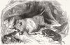 COWS. Chillingham bull shooting 1844 old antique vintage print picture