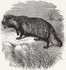LONDON. Zoo. Raccoon-like dog 1874 old antique vintage print picture