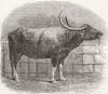 RANGOON. Kolkata farm Show. Buffalo cow  1864 old antique print picture
