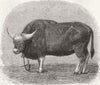 KOLKATA. Agricultural Show. mutnah, species of cow 1864 old antique print