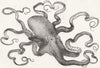 OCTOPUS. Eight-armed cuttle-fish, aquarium 1871 old antique print picture