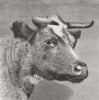COWS. 10th Duchess Geneva, Bective 6, 000 g.  1877 old antique print picture
