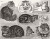 CATS. Persian, tabby, leopard, kitten 1886 old antique vintage print picture
