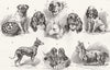 DOGS. Pug, King Charles, Blenheim spaniel, terrier 1886 old antique print
