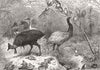 AUSTRALIA. Group of birds and animals 1886 old antique vintage print picture