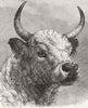 COWS. Head of Chillingham Bull shot, Prince Wales 1872 old antique print
