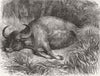 INDIA. Bison shot, foot of Nilgiri Hills, Chennai 1878 old antique print