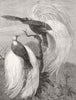 LONDON. Birds of Paradise at the zoo 1878 old antique vintage print picture