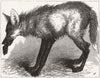 ARGENTINA. Red Wolf, from Buenos Aires, zoo 1878 old antique print picture