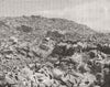 BOUNTY ISLANDS. Penguins & Mollyhawks, south Seas 1889 old antique print