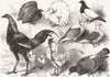 POULTRY. Fantail, Gamecock, Turbit, Bantam, Turbiteen 1877 old antique print