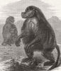 LONDON. Gelada monkeys, Alexandra Palace 1877 old antique print picture
