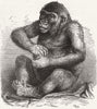 LONDON. Gorilla Pongo, Royal Aquarium, Westminster 1877 old antique print