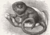 LONDON. Pigmy Marmozet(life)zoo 1877 old antique vintage print picture