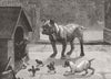 DOGS. Tenants rights 1884 old antique vintage print picture