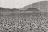 BIRDS. Wideawakes hatching eggs, Ascension Island 1882 old antique print