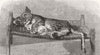 LEOPARDS. Domestication makes strange bedfellows 1895 old antique print