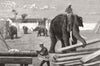 BURMA. Elephants moving timber, Moulmein, British 1883 old antique print