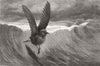 BIRDS. The stormy petrel 1880 old antique vintage print picture