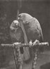 PARROTS. The proposal 1895 old antique vintage print picture