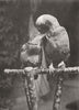 PARROTS. Accepted 1895 old antique vintage print picture