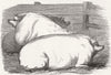 PIGS. Prize pigs 1858 old antique vintage print picture