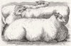 SHEEP. Prize sheep 1858 old antique vintage print picture