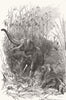INDIA. Trophy kooch Bihar-fight elephant tiger 1886 old antique print picture