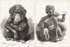 SIERRA LEONE. zoo. Young chimpanzee; Tiger cub India 1888 old antique print