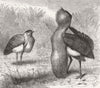 BIRDS. The Australian bustard 1872 old antique vintage print picture