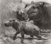 ANIMALS. Hippo & her young 1, zoo 1872 old antique vintage print picture