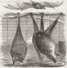 BATS. Flying-Foxes, Gdns of zoo, Regent's Park 1856 old antique print picture