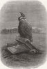 BIRDS. Purification(Griffon vulture). bird 1868 old antique print picture