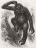 PRIMATES. The gorilla 1859 old antique vintage print picture