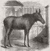 ANIMALS. Elk, moose deer, Royal zoo 1858 old antique vintage print picture