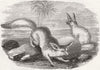 AFRICA. Fennec of North(Vulpes Zaarensis)Royal zoo 1859 old antique print