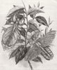 INSECTS. Phyllium scythe, leaf insect 1856 old antique vintage print picture