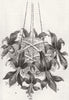 FLOWERS. A cluster of Jacobea Lilies 1856 old antique vintage print picture