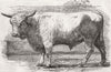 PARIS. Colin Campbell Bull west Highland breed 1856 old antique print picture