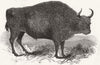 LONDON. European Bison, British Museum 1845 old antique vintage print picture