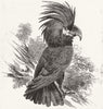 BIRDS. New bird-The Goliah Aratoo 1845 old antique vintage print picture