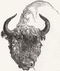 UNGULATES. Head of European Bison 1845 old antique vintage print picture