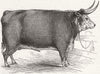 HEREFORD. Smithfield club prize cows. Layton's 8 ox- 1845 old antique print